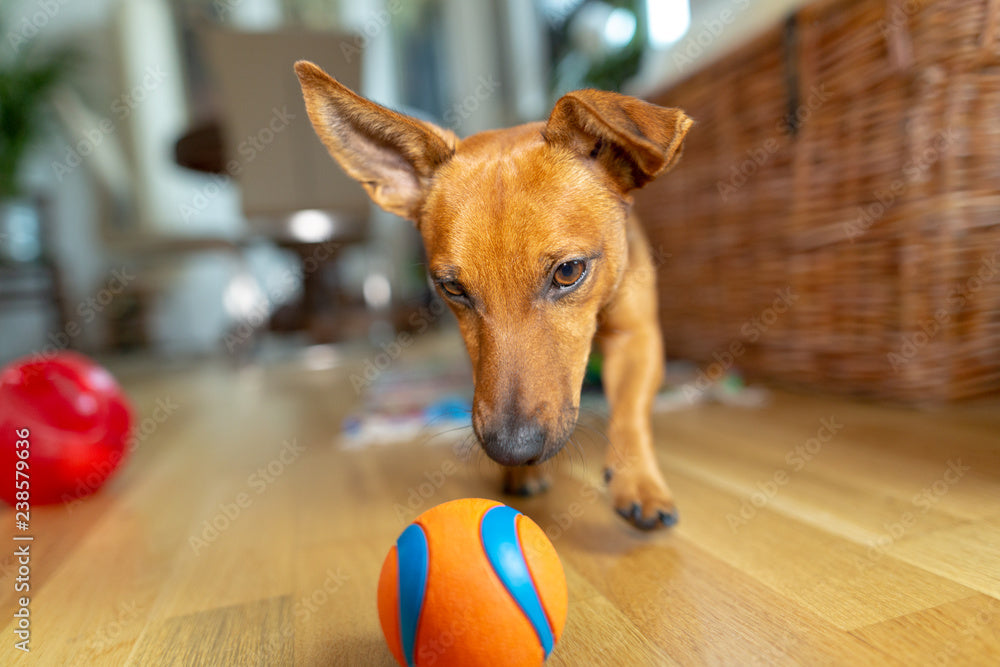 " Fun & Durabe Dog Toys"